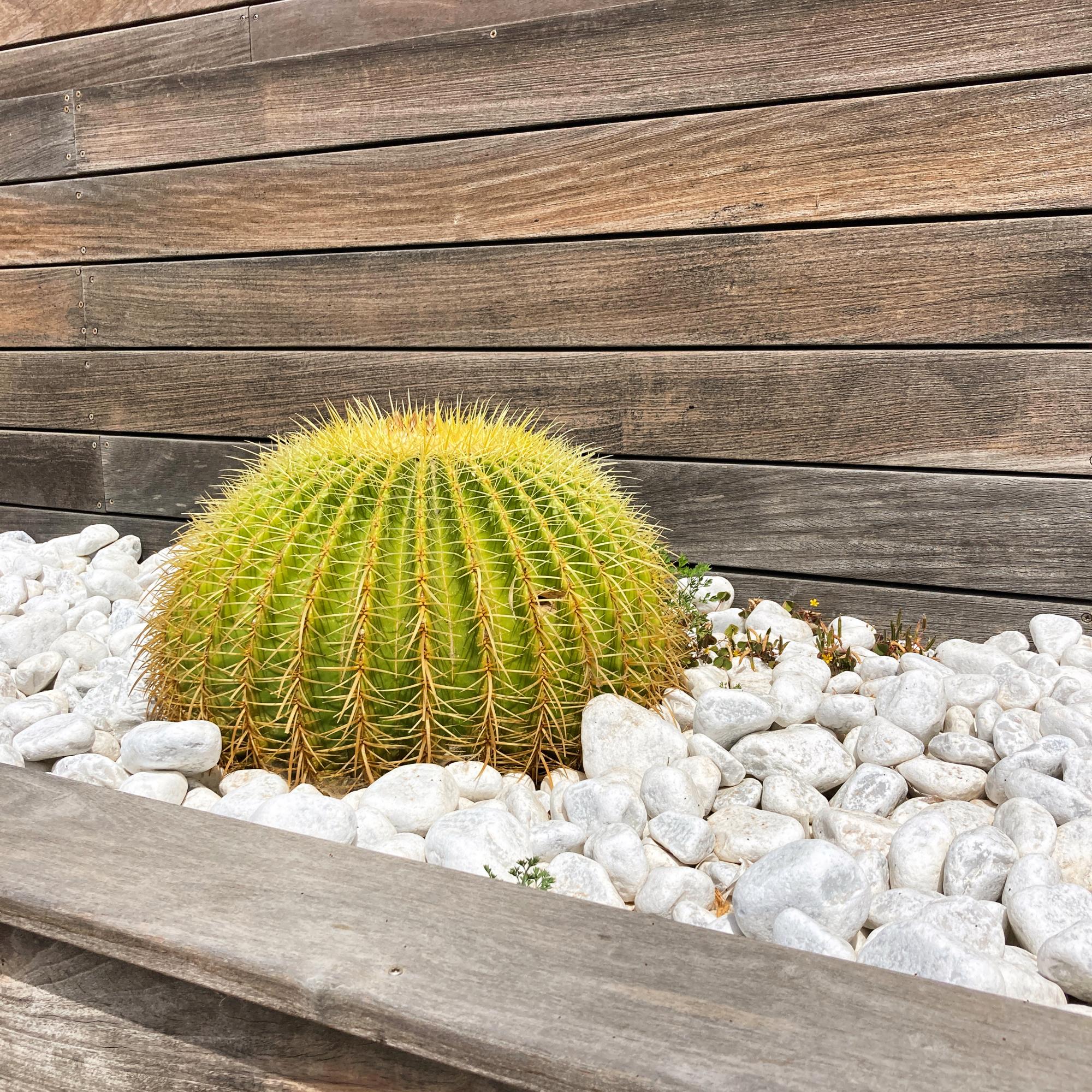Jardinière galets blancs et cactus